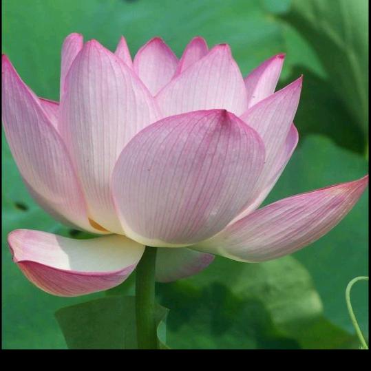 ᖭི༏ᖫྀ🌸记🌹不🌹住🌸ᖭི༏ᖫ