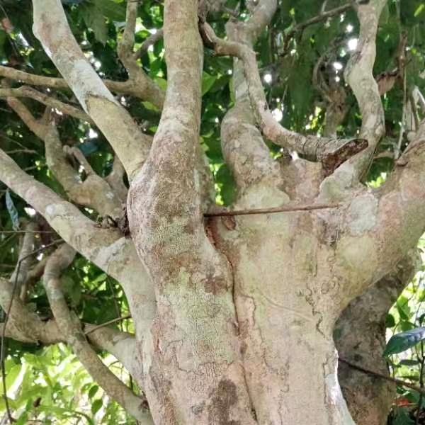 拉祜亲家的普洱茶