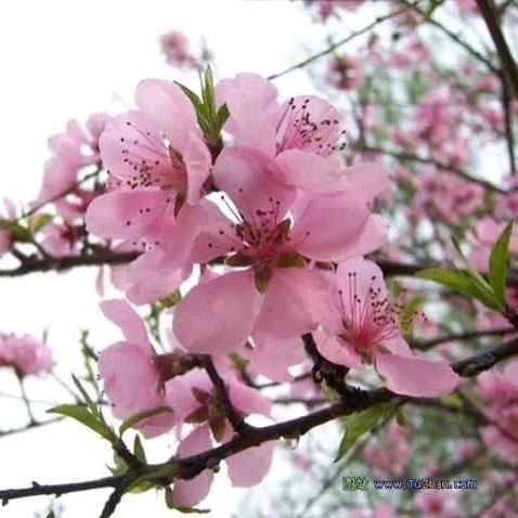 ℳ̶̶̶̶໌໌້ᮨ꧔ꦿ感恩💞有你🧡