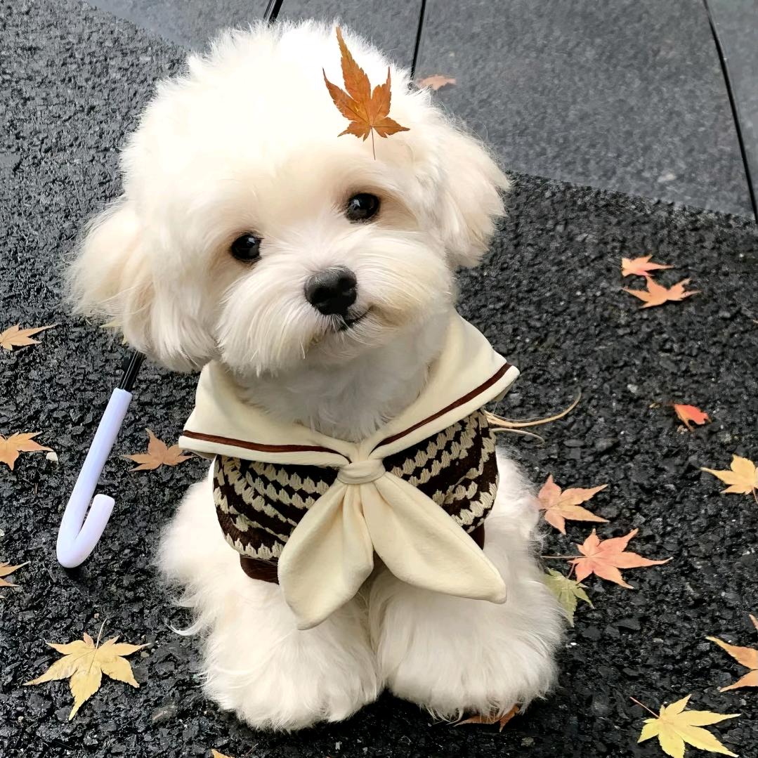 挑战自运营鲜花店365天