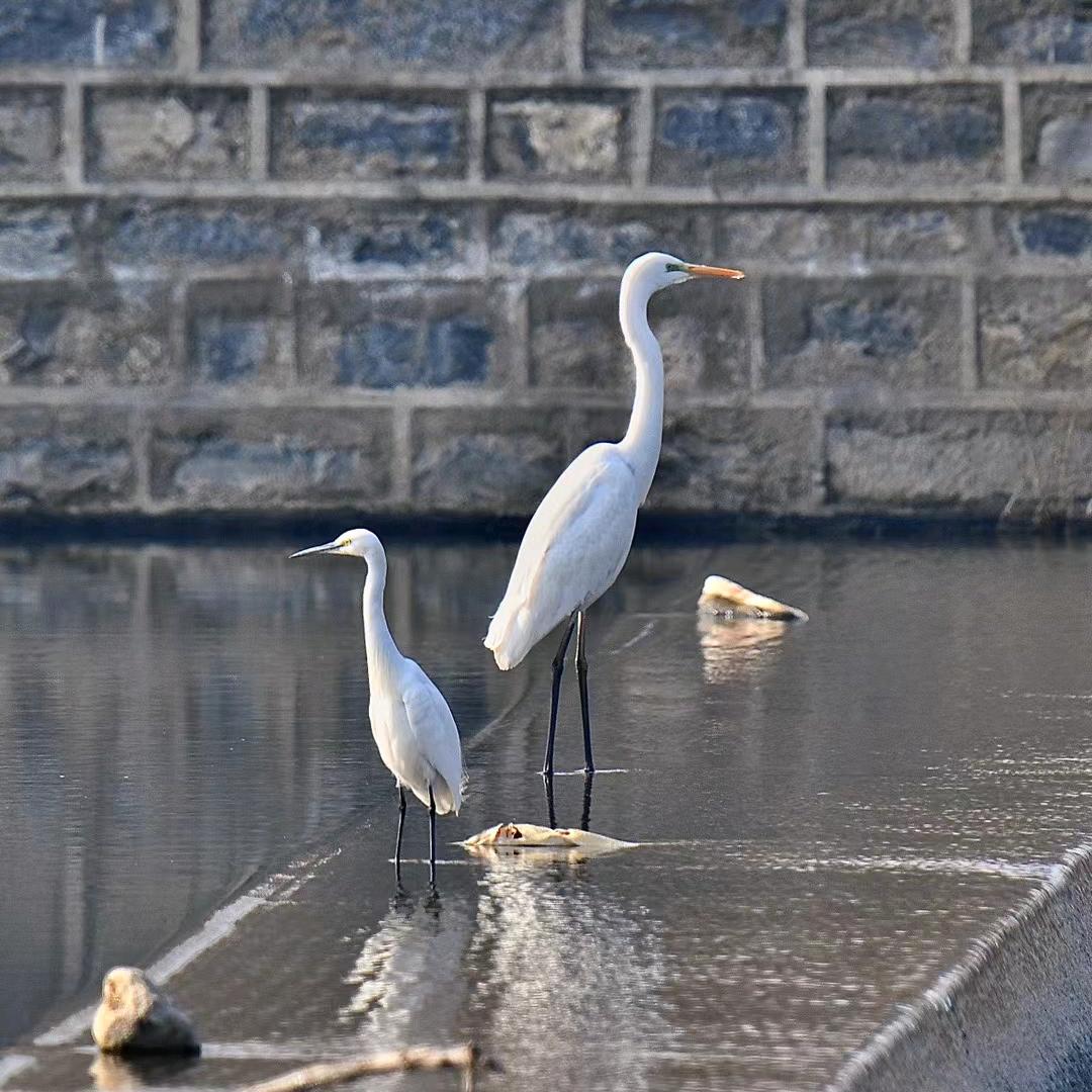 大柳树