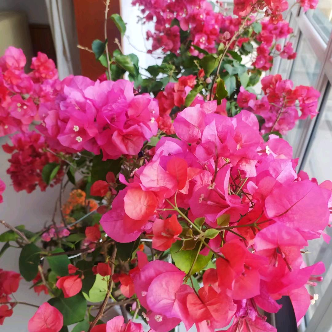 恰逢花开🇨🇳