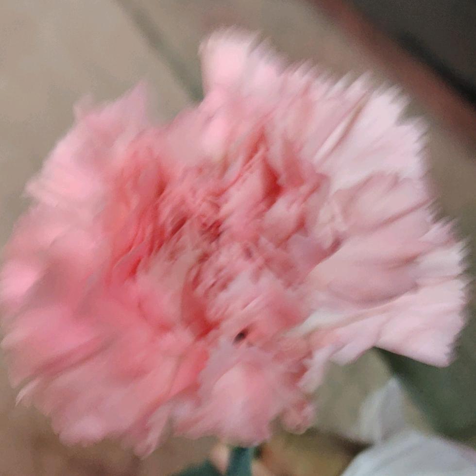 花开如月