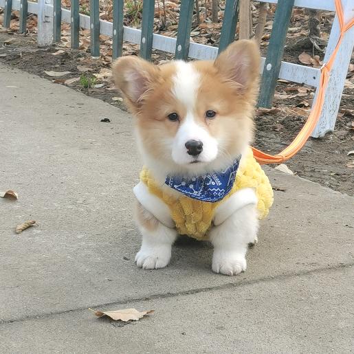 卡卡的熊