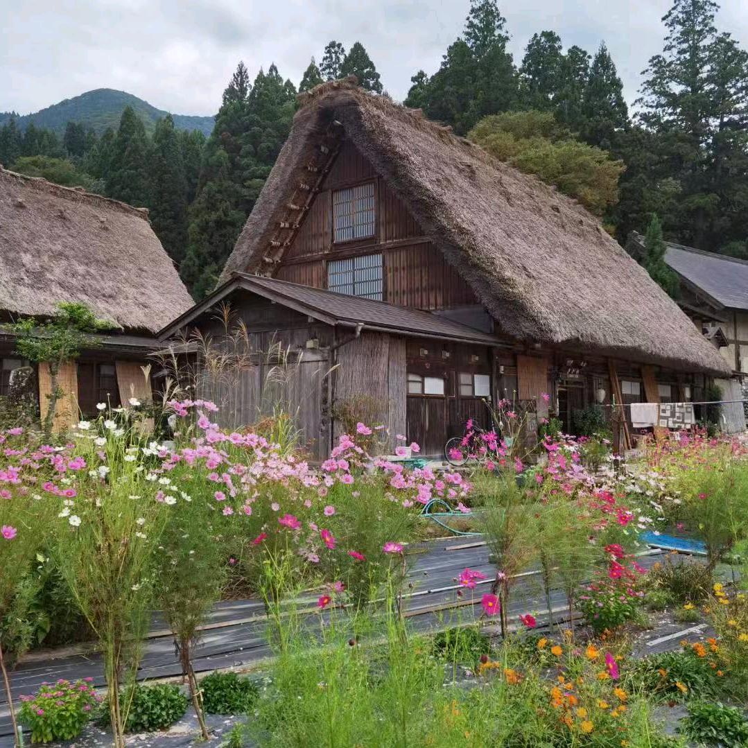 小英  🌹🌺🐶