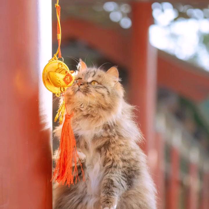 喵呜呜呜