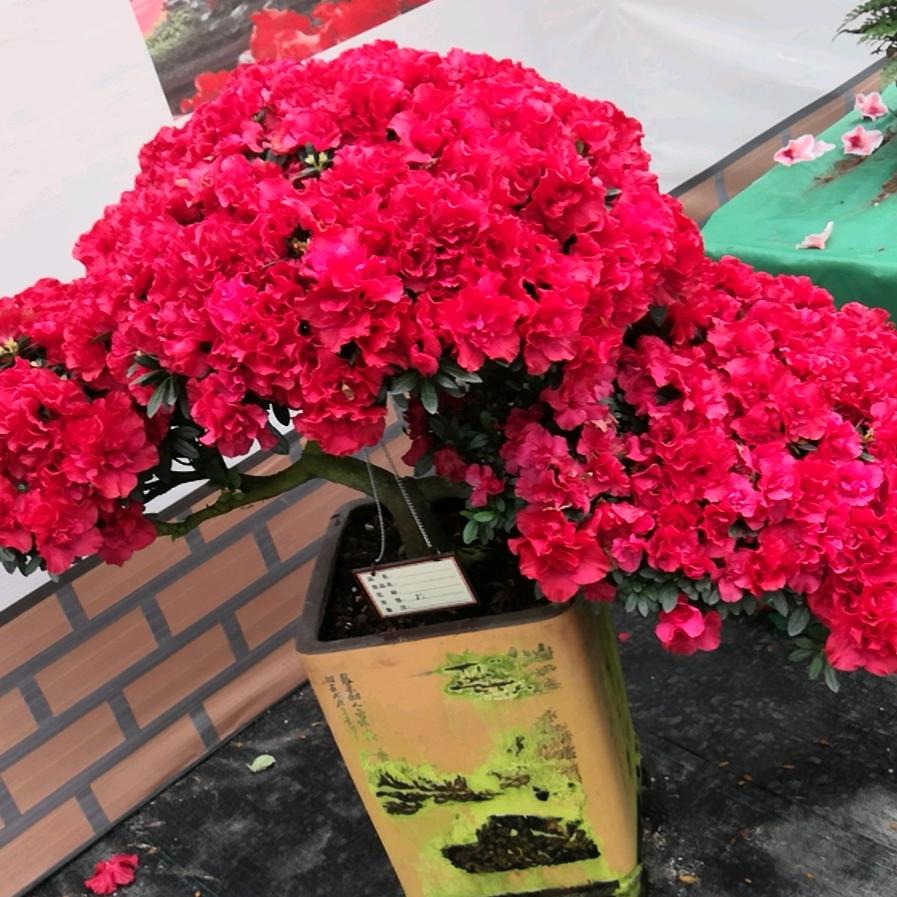 大家好！过好每一天都开心。