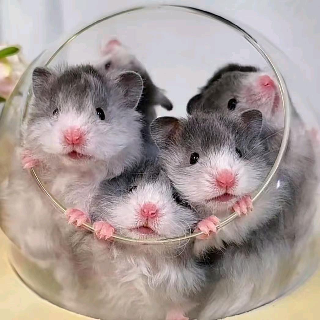 古扎扎精品波利