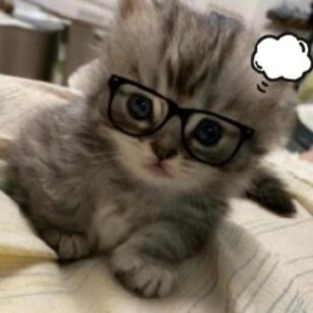 为什么我不是小猫T^T