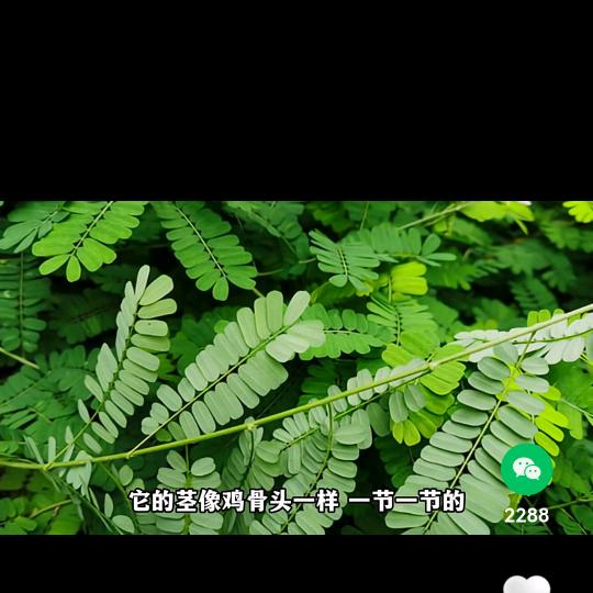 白姐，