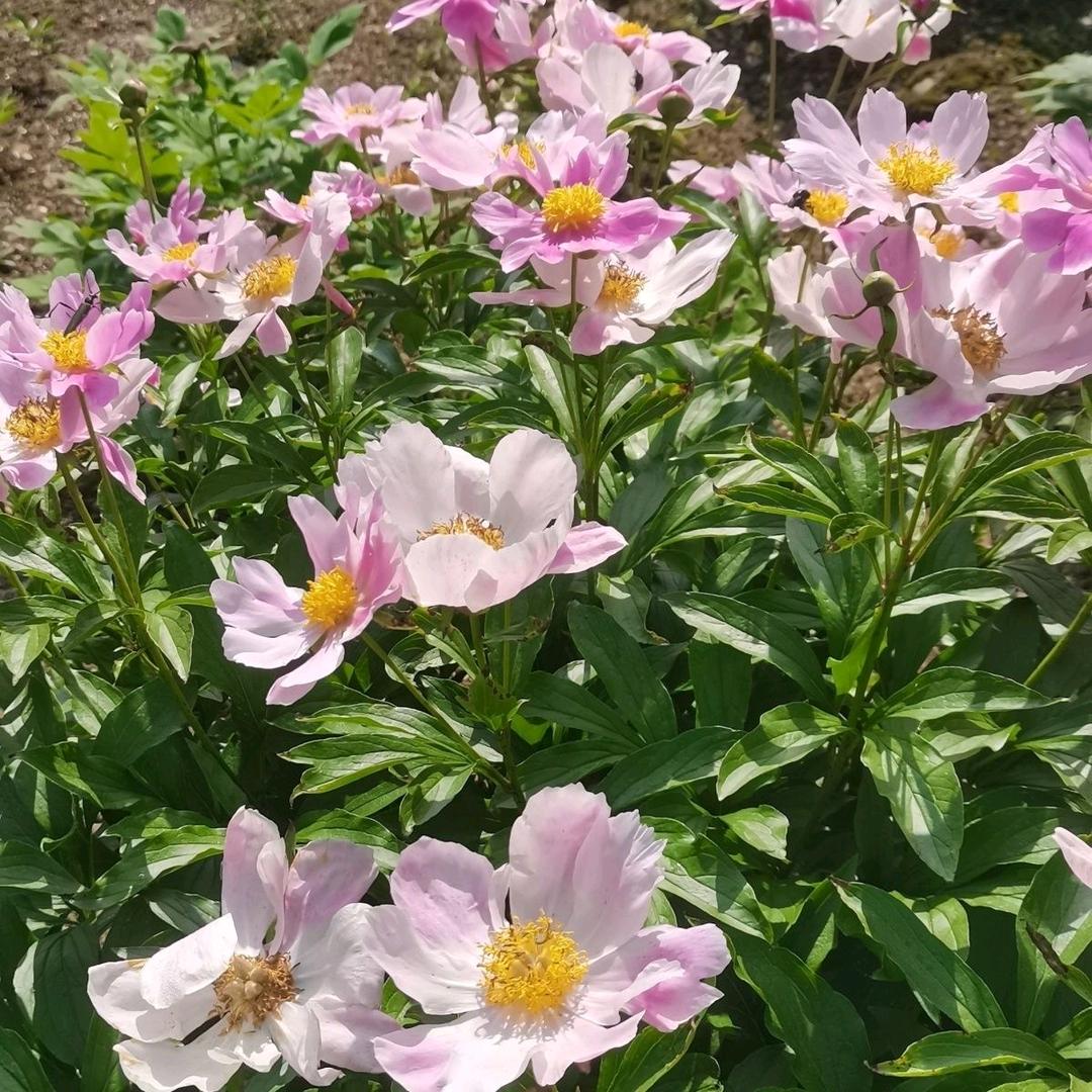 黎明中药材种苗种植——黎明