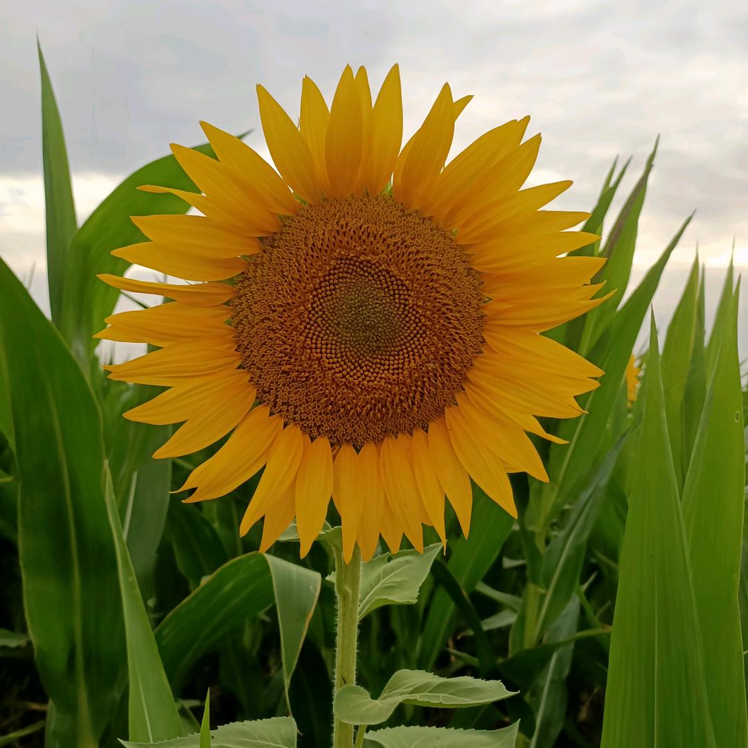 不要打扰一个不愿意搭理你的人