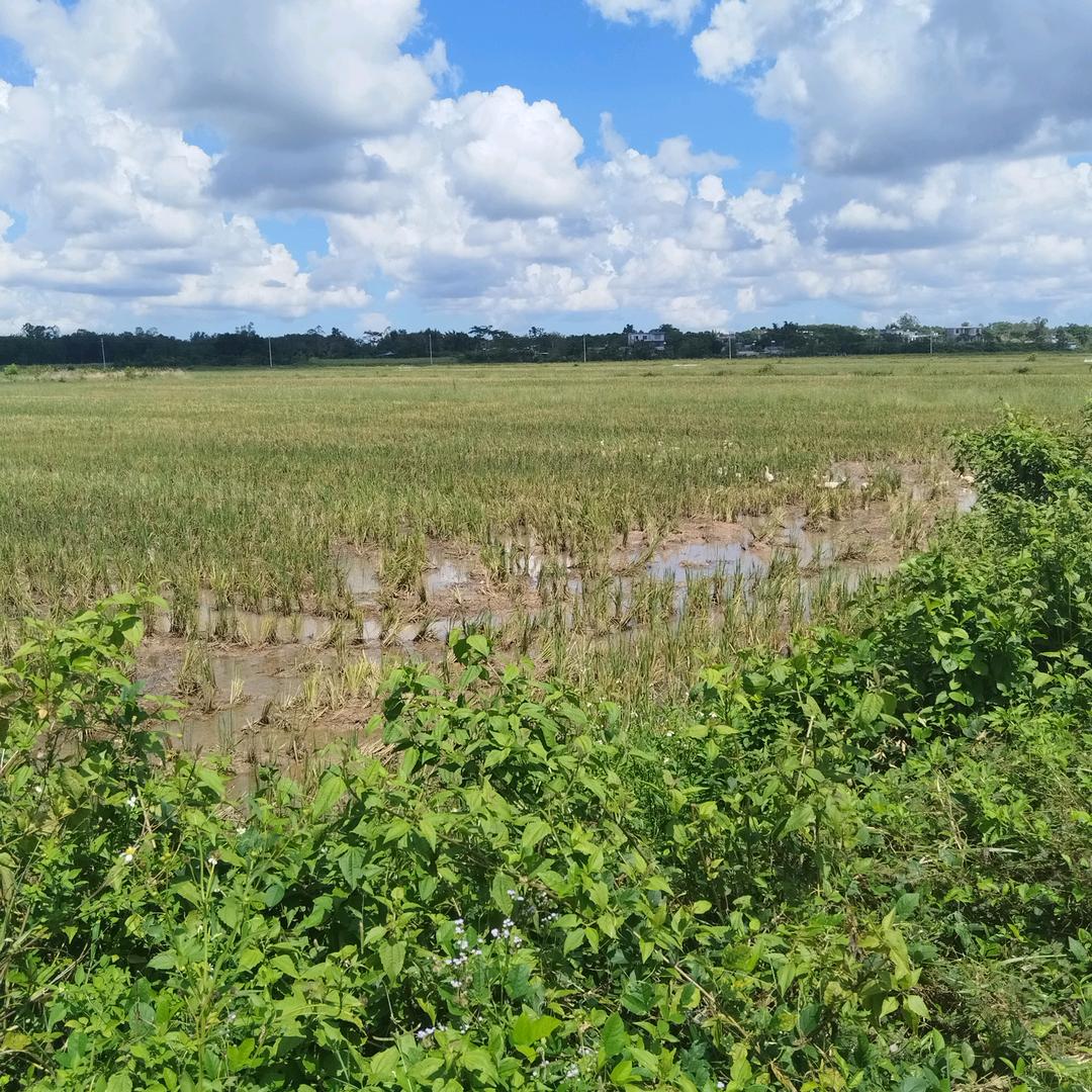 .……………………