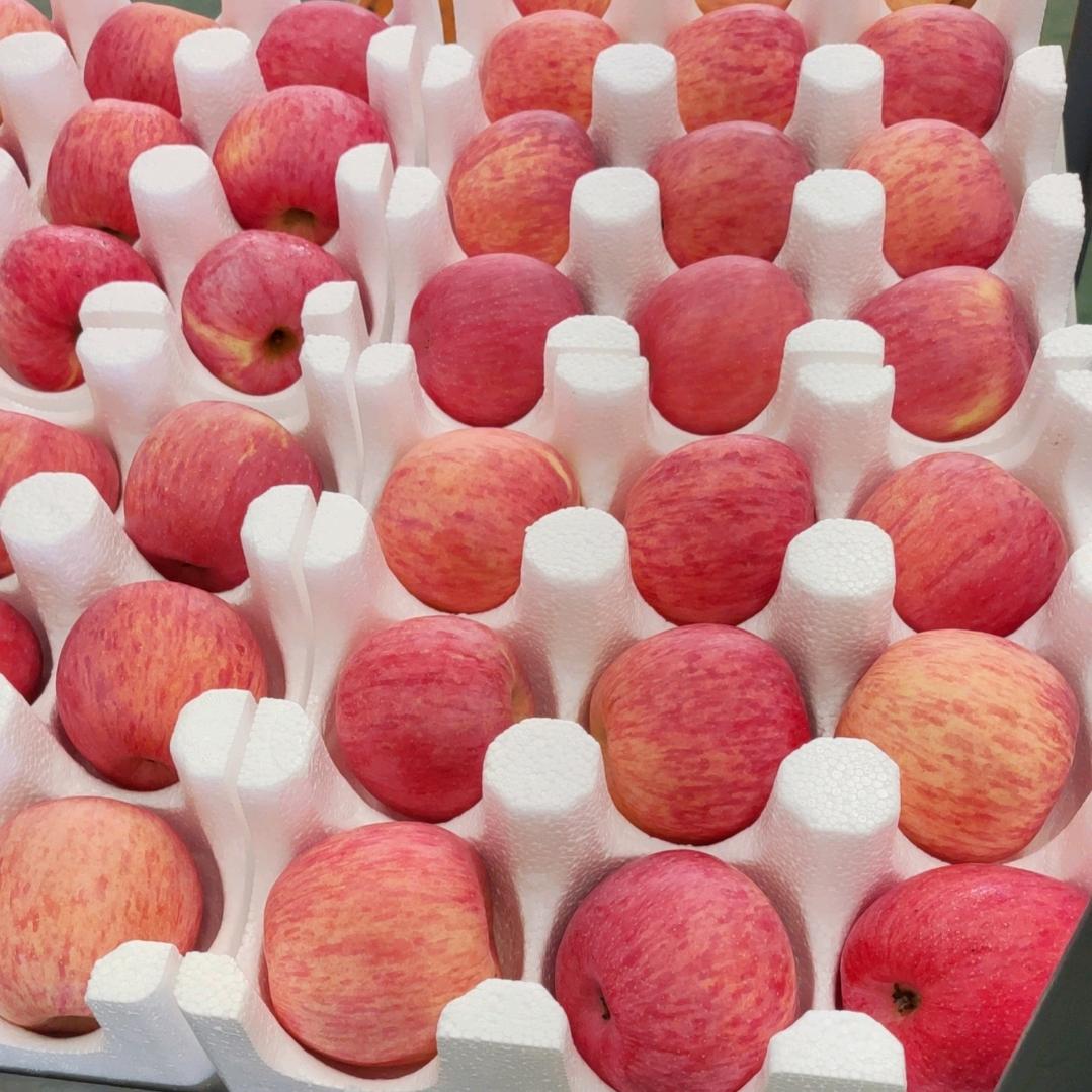 洛川苹果妹 莉莉