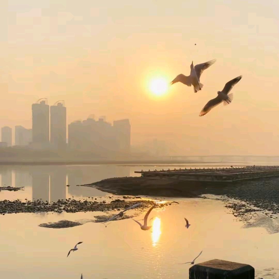 金科城