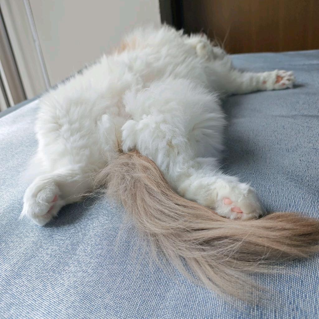 去糖∗✧*不加冰