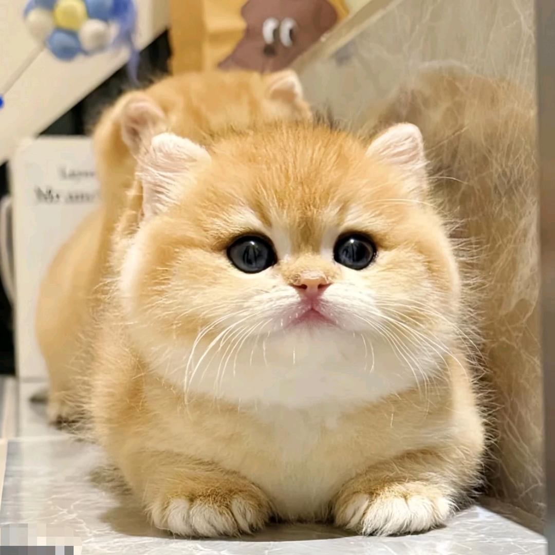 欧若拉天使猫舍