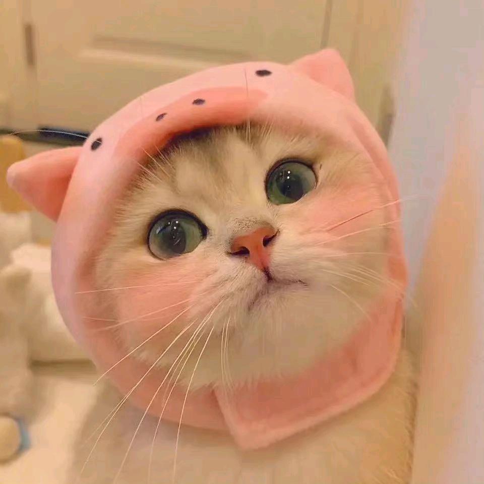 西柚水蜜茶