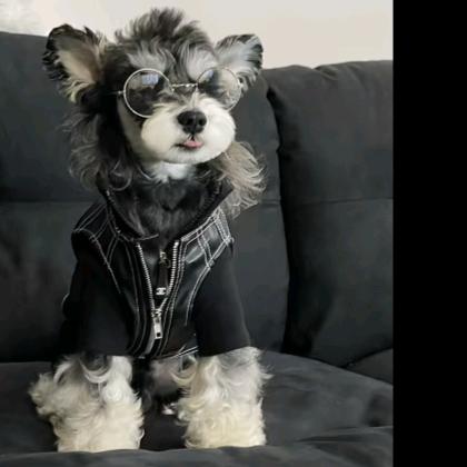 小雨犬舍   (买🐶私聊我)