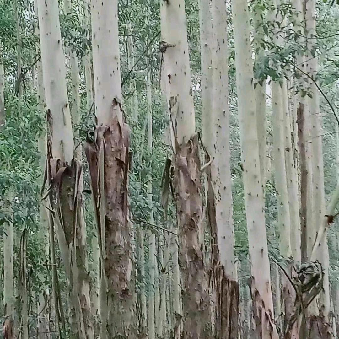 国师