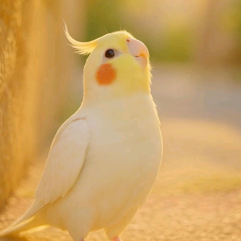 @猪猪的小丑叽(新人努力涨粉中)