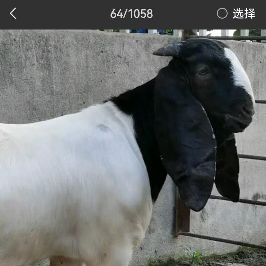 杨俊辉波尔山羊基地小号