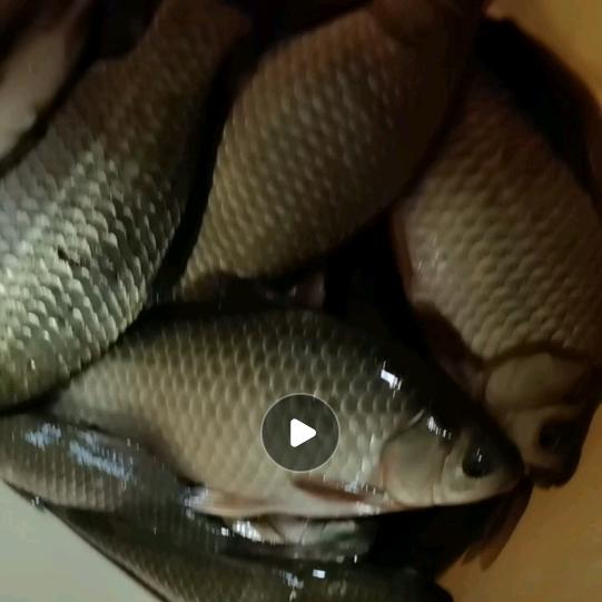@胖哥钓鱼🎣🔥