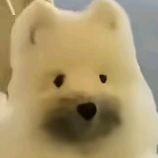 遇见樱花的宝贝