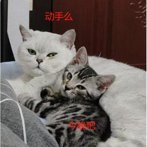 Fake Smile Cat