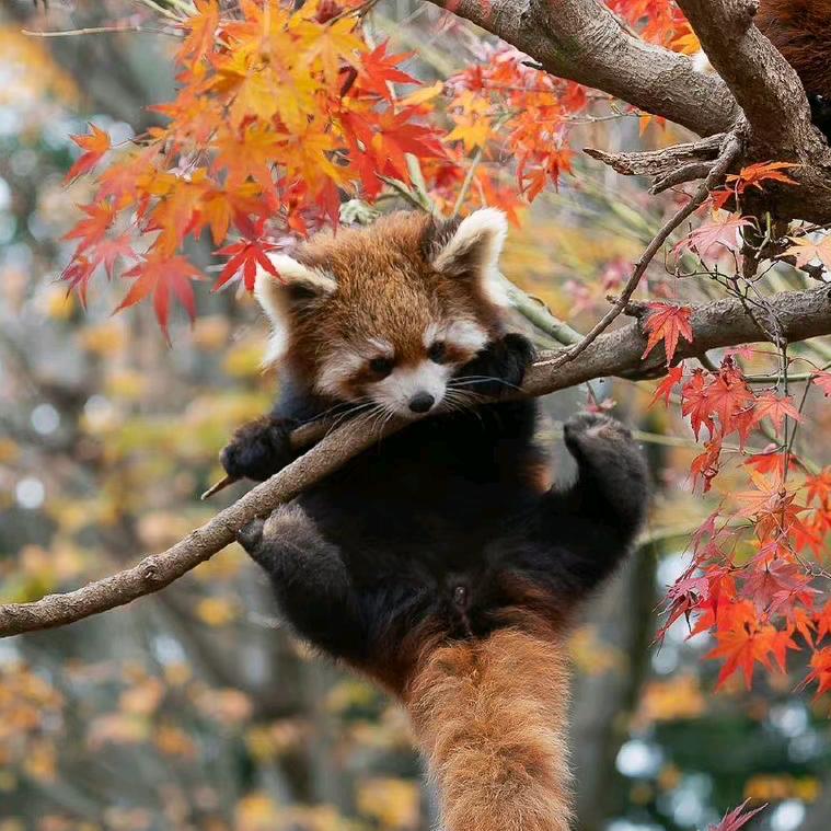 小熊猫没惹