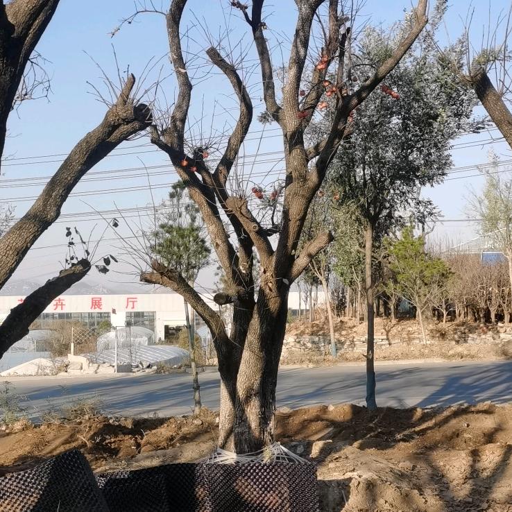 沂博园富衡果树苗木专卖店