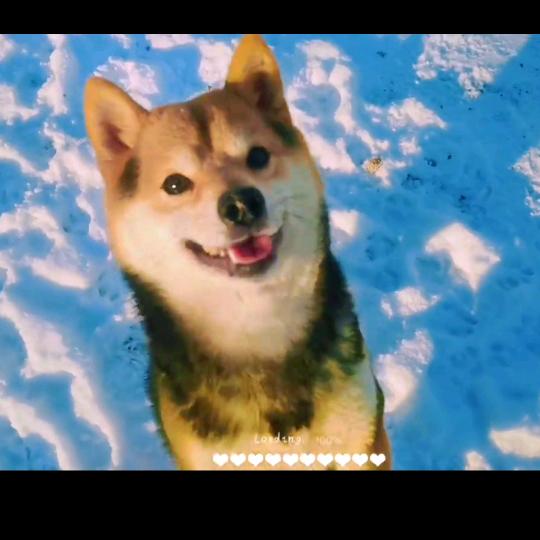 柴财犬舍（家有柴犬，柴小花）