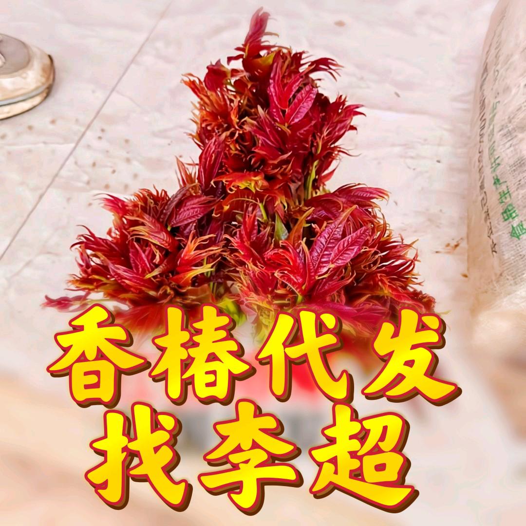 李超【专业供应香椿收购商】