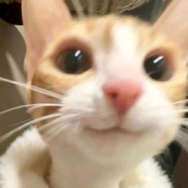 ◍⁰ᯅ⁰◍