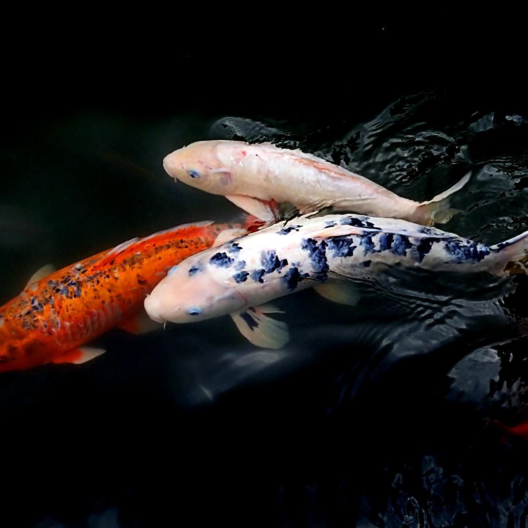 琪琪水族馆