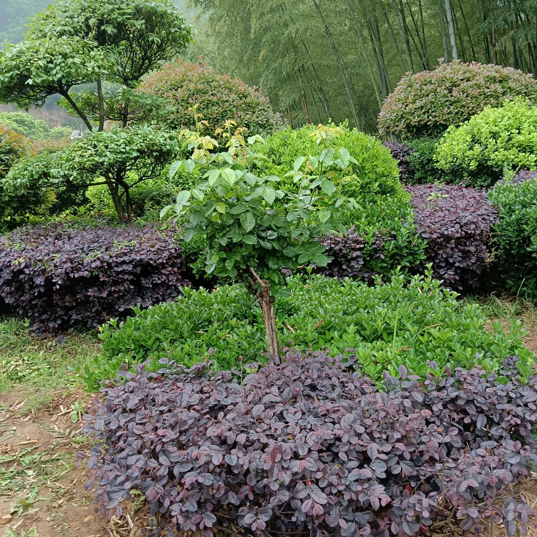 兔宝宝