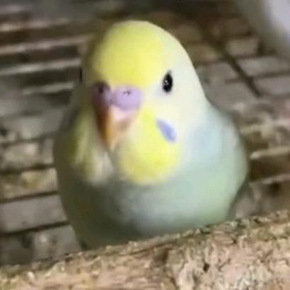 乔妹