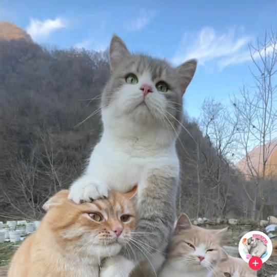 喜欢吃面