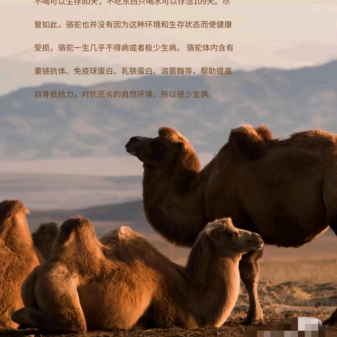 内蒙青城 海兄