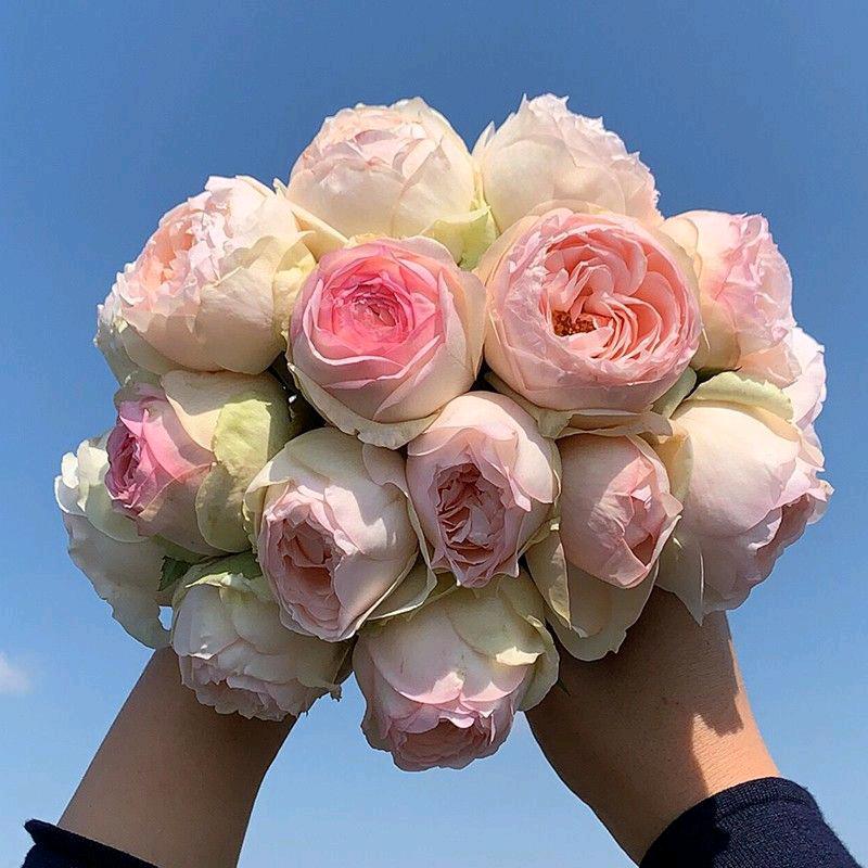 素素的花园
