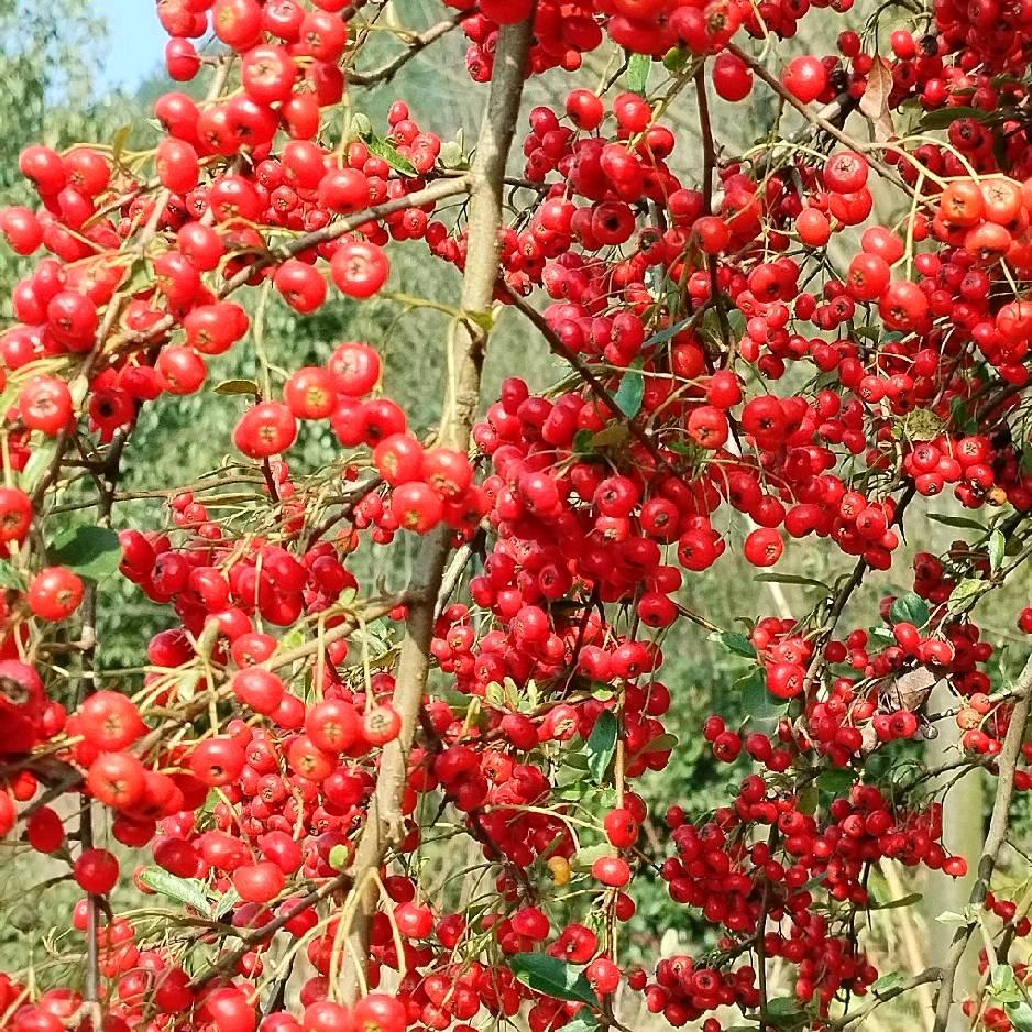 雾非雾花非花