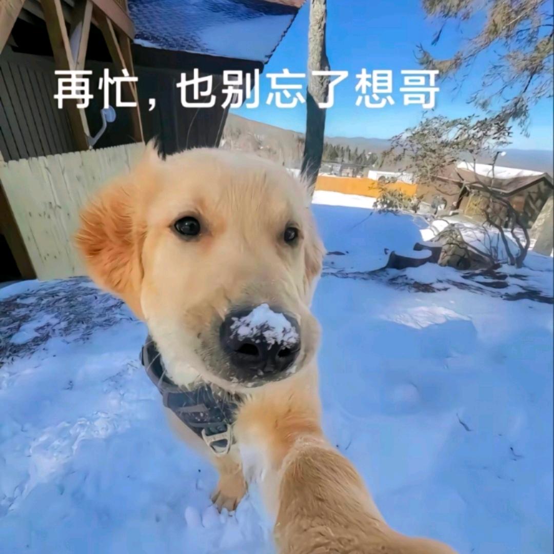 忧郁的大帅比