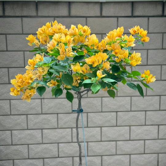 双会三角梅花卉