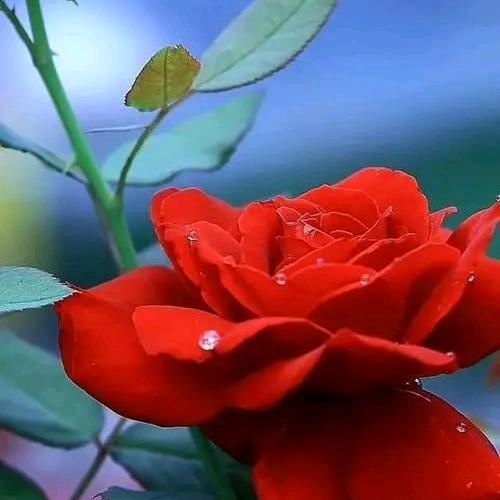 一生相随