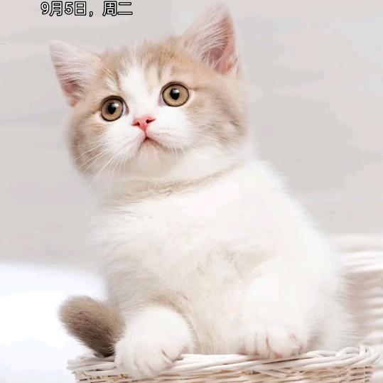 小草莓
