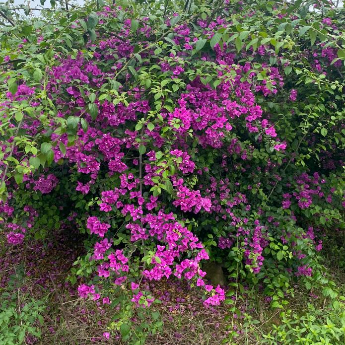 朝霞园艺（全场小叶紫）