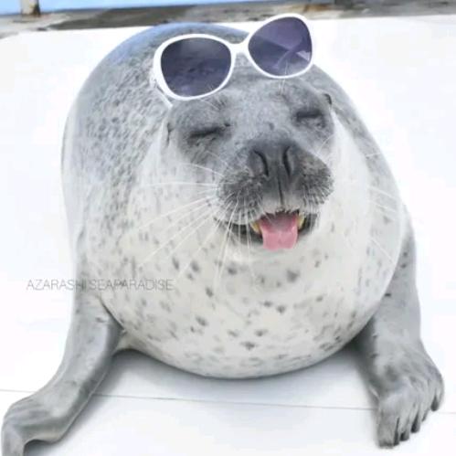 ぷにアザラシ🦭