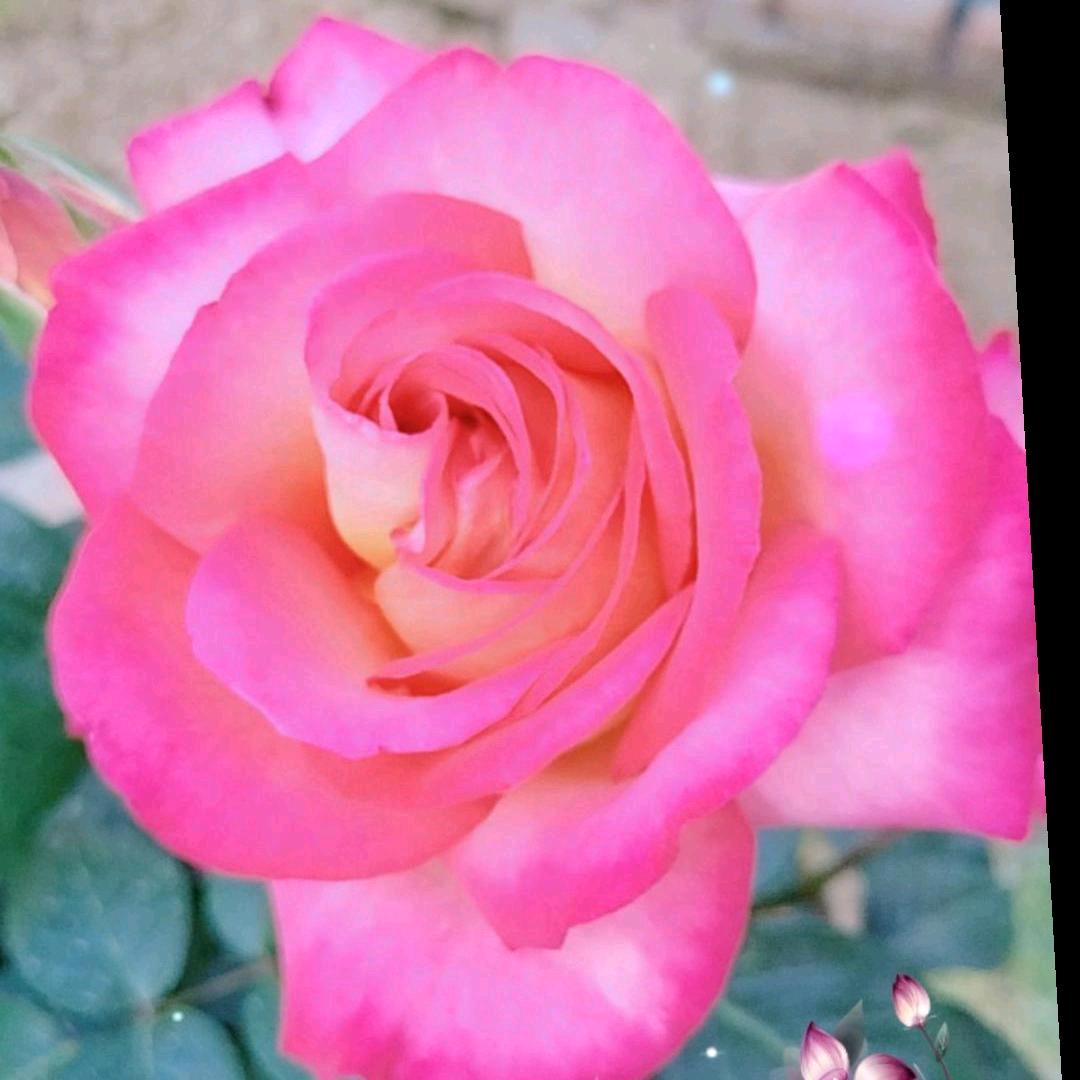 ∠❀)_熏衣草，♡淡墨了记忆