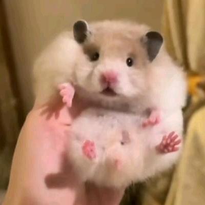 乖乖的熊🐻(出熊)