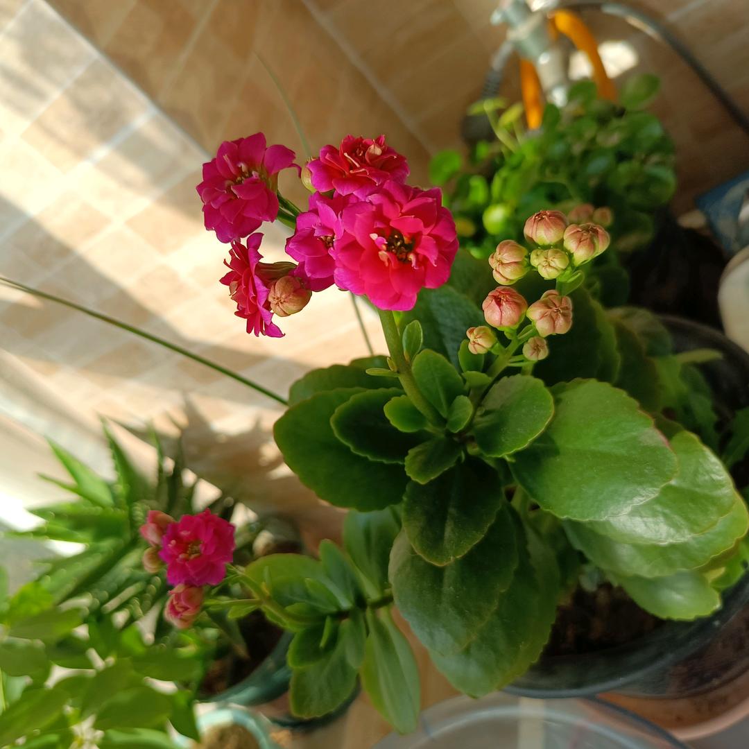 🌈🌈🌈爱玩の毛球